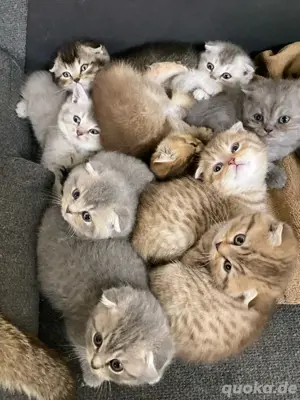 9 süße BkH kitten
