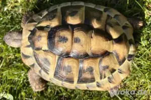 Schildkröte, Griechische Landschildkröten NZ 2019