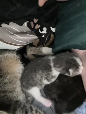 Zwei süße Babykatzen suchen ein liebevolles Zuhause 