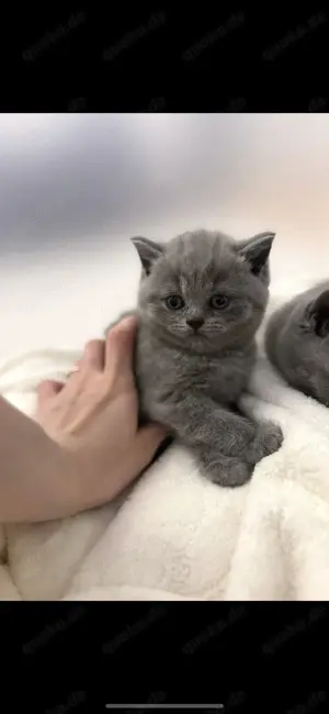 Reinrassige BKH Blue Britisch Kurzhaar Kitten mit EU-Impfpass, Mikrochip und Gesundheitszeugnis Bild 7