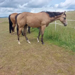 Wunderschöner Quarter Horse Wallach geb. 2024