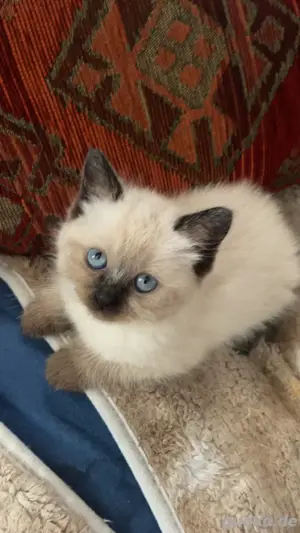 ragdoll babykatzen