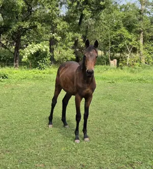 Sport- und Freizeitpferd Hengst 1 Jahr dunkelbraun fast ohne Abz.