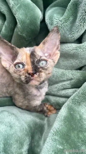 devon rex  mädchen , Stammbaum Fife 
