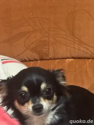chihuahua weibchen