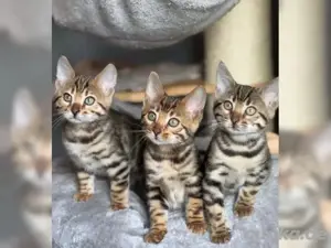Wunderschöne Bengalkatzen, Bengalbabies