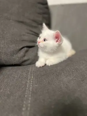 BKH Kater weiß, blaue Augen