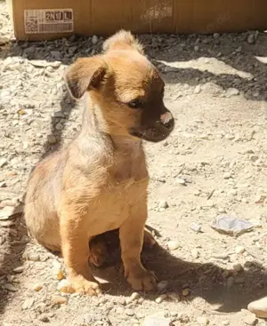 DENNIS - die kleine Knutschkugel (wartet in Rumänien)