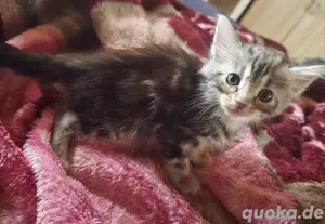 Mainecoon Mix