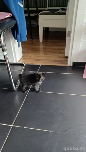 Baby Katzen 