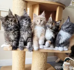 Wunderschöne reinrassige Main Coon Kitten