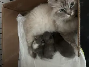 Britisch langhaar und Sibirische Waldkatze Mix Kitten 