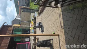 Labrador rüde