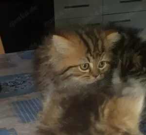 Maine coon kitten 