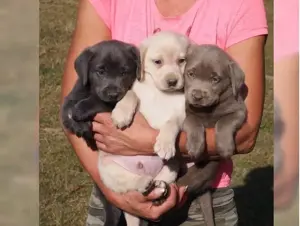 schöne Typvolle Labrador retriever Welpen!!