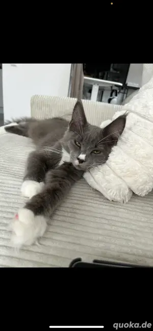 Maine Coon Kater 