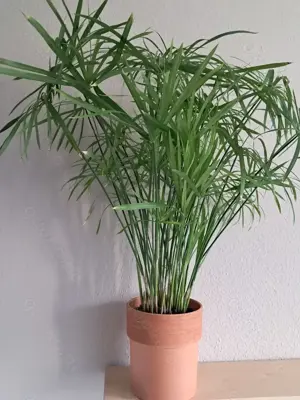 Zyperngras ca.1m hoch mit Topf