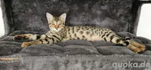 Wunderschöne Bengal Katze 