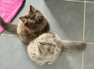 Perser heilige Birma Kitten