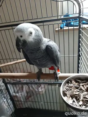 2 jahre Alt Graupapagei zu verkaufen
