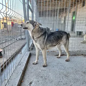 Rüde Malte stellt sich vor! Bild 3