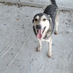 Rüde Malte stellt sich vor! Bild 2