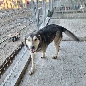 Rüde Malte stellt sich vor! Bild 4