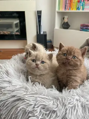 Süße BKH-Kitten - lilac   chocolate