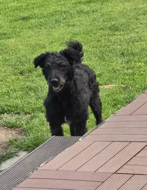 Mogli auf Pflegestelle in 59499 Olfen