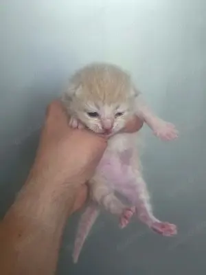 BKH Kater 