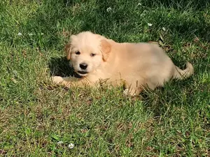 Golden Retriever Welpen reinrassig 