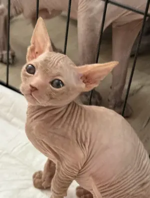 Don Sphynx Kitten 