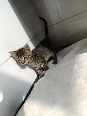 Zwei weibliche Kitten abzugeben