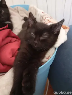 kitten vom 04.04.2025