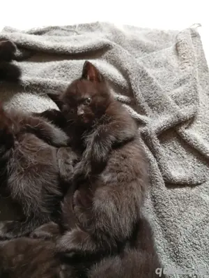 kitten vom 04.04.2025 Bild 3