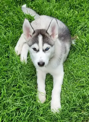 Nur noch 2 Husky Jungs suchen Ihr Zuhause 
