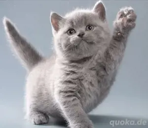Bkh kitten 