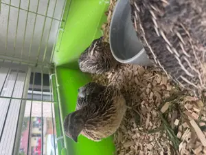 Wunderschöne Wachtelhähne
