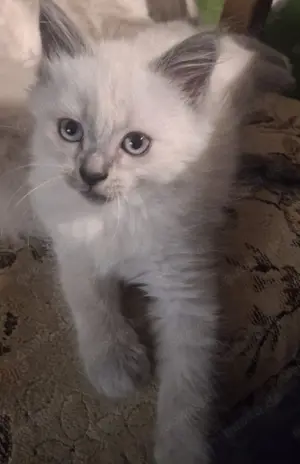 Siam Heilige Birma kitten abzugeben 