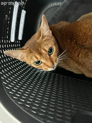 Schöne Abessinier Katze Rassekatze sucht liebevollen Einzelplatz