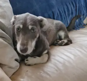 Peanut auf Pflegestelle in 59348 Lüdinghausen 