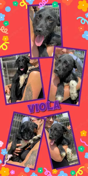 zuckersüßes Welpenmädchen "Viola" sucht ein schönes Zuhause 
