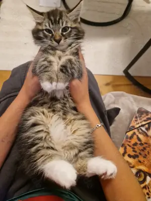 Weibchen Ragdoll Katzenbabys 