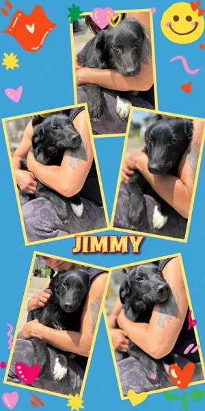 zuckersüßer Welpenjunge "Jimmy" sucht ein schönes Zuhause 
