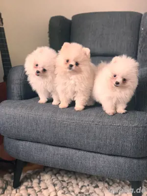 zwergspitz, pomeranian welpen