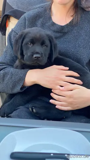 Labradorwelpe Rüde