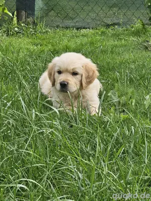 Golden retriever welpen mit Ahnentafel 
