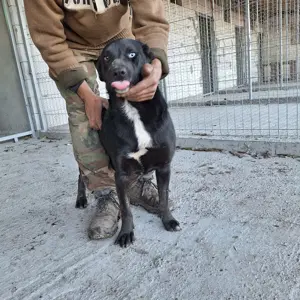 Der tolle Zorro stellt sich vor!