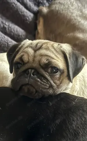 Mops Ruede