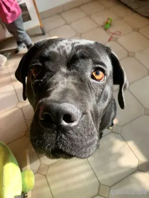 Liebe Cane Corso Hündin